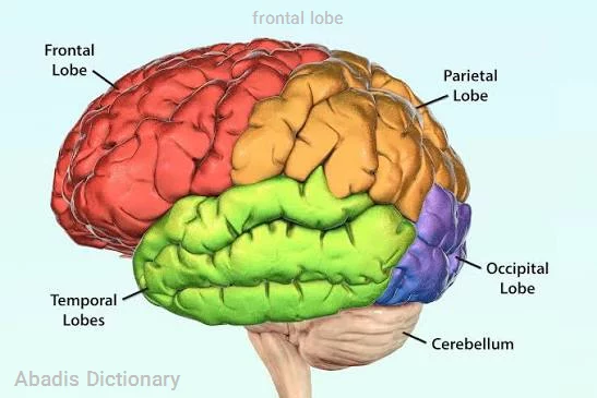 frontal lobe